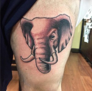 elephant    